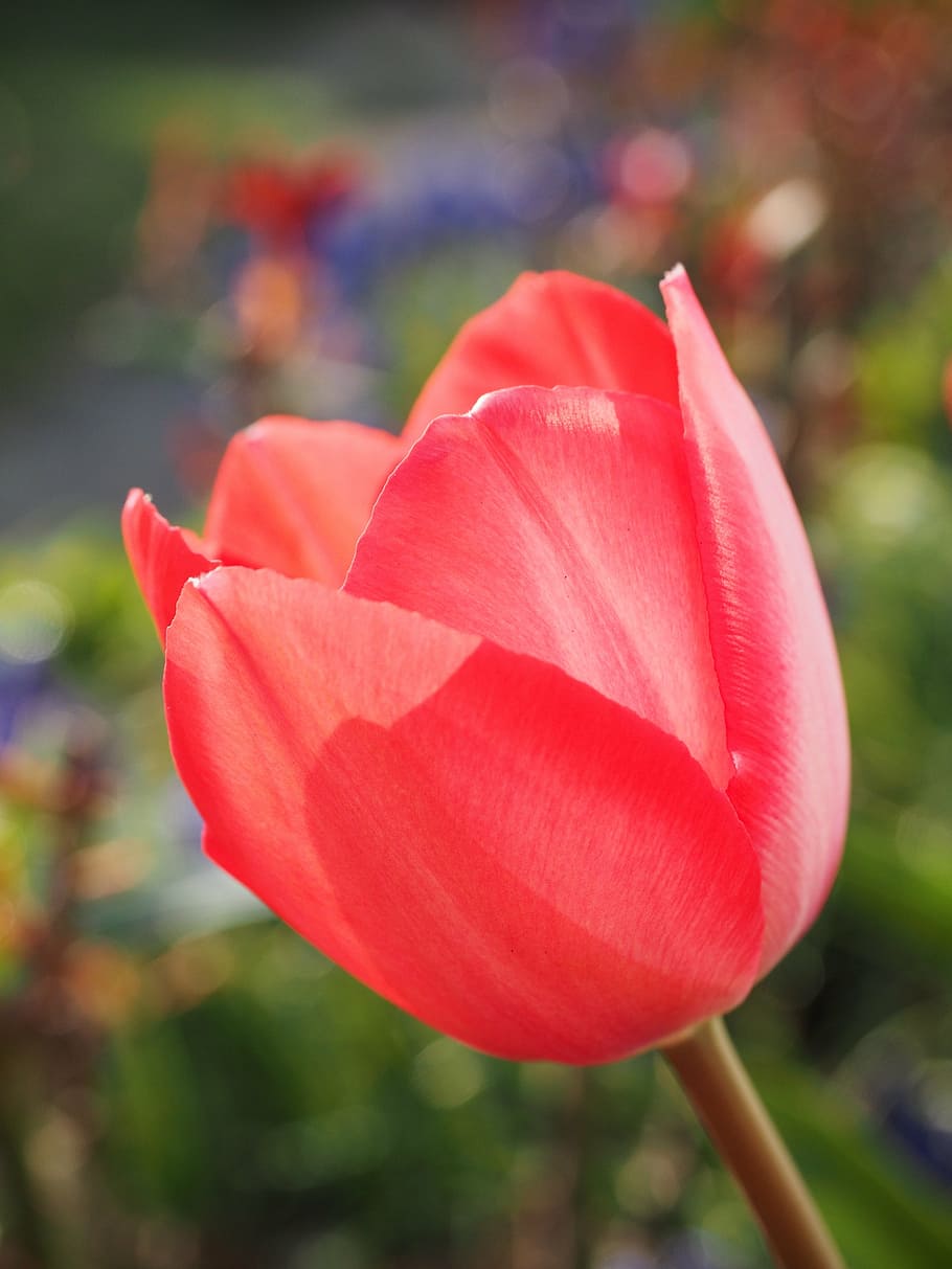 selective focus photography of red tulip flower, spring, close HD wallpaper