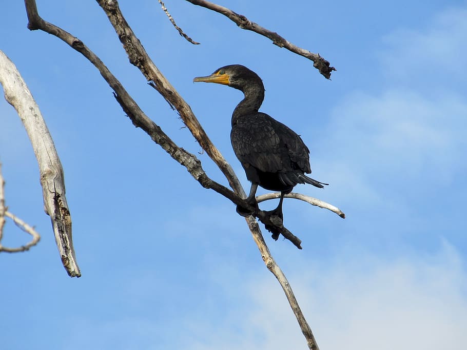 Bird, Cormorant, Double, Crested, Tree, double-crested, limb HD wallpaper