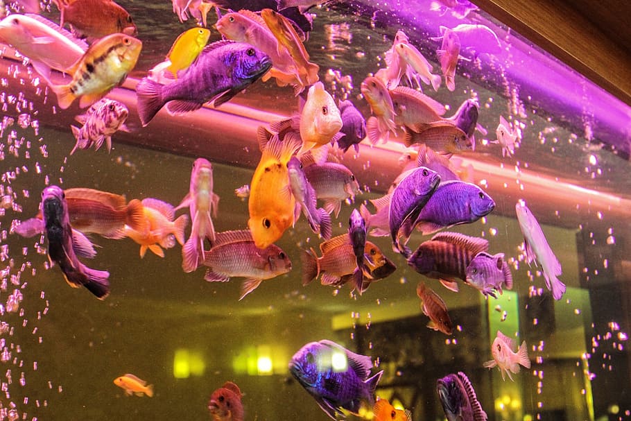 aquarium, ornamental fish, freshwater fish, perch, mouthbrooders, HD wallpaper