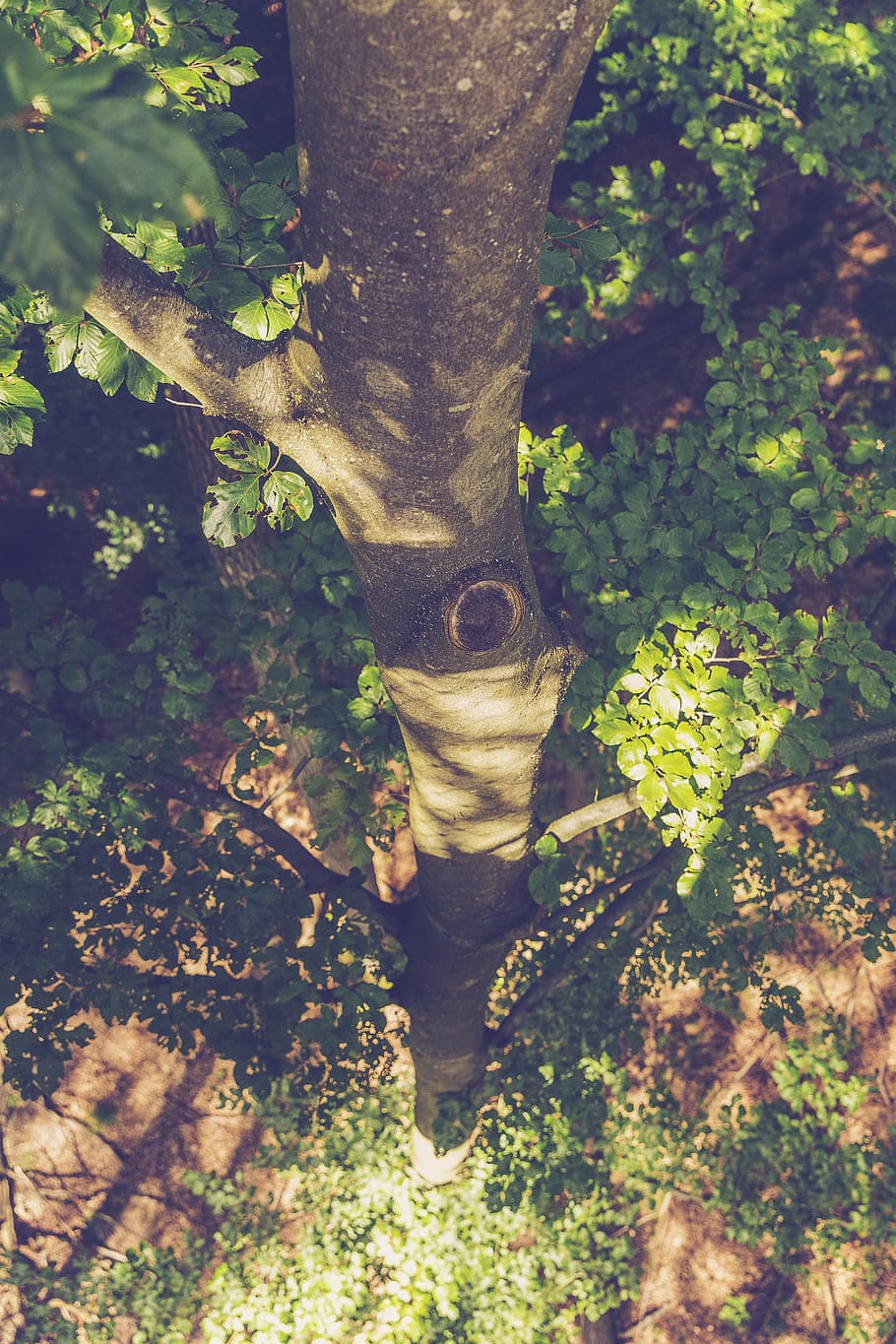 treetop, path, from above, forest, more, destination, view HD wallpaper