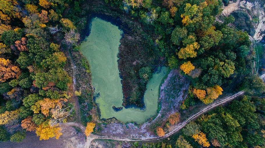 bird's eye view of forest, aerial photography of body of water surrounded by trees HD wallpaper