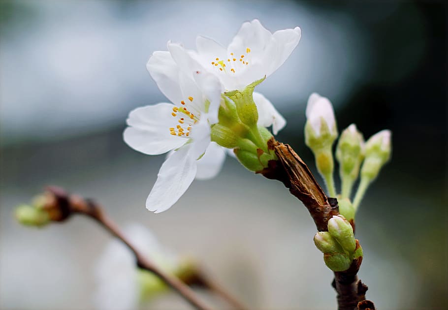 Selective Focus Of White Clustered Flowers, bloom, blossom, delicate HD wallpaper