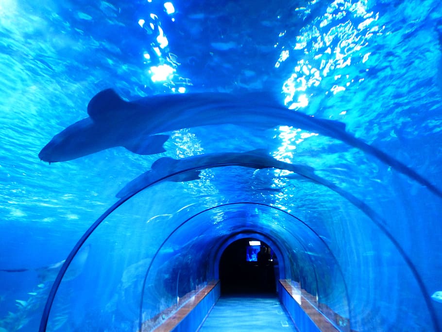close up photography of aquarium tunnel, Sharks, Fish, Aquarium, Tunnel