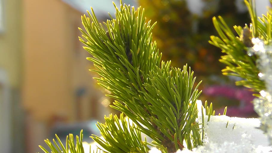 tannenzeig, conifer, needles, spruce, winter, snow, branches HD wallpaper