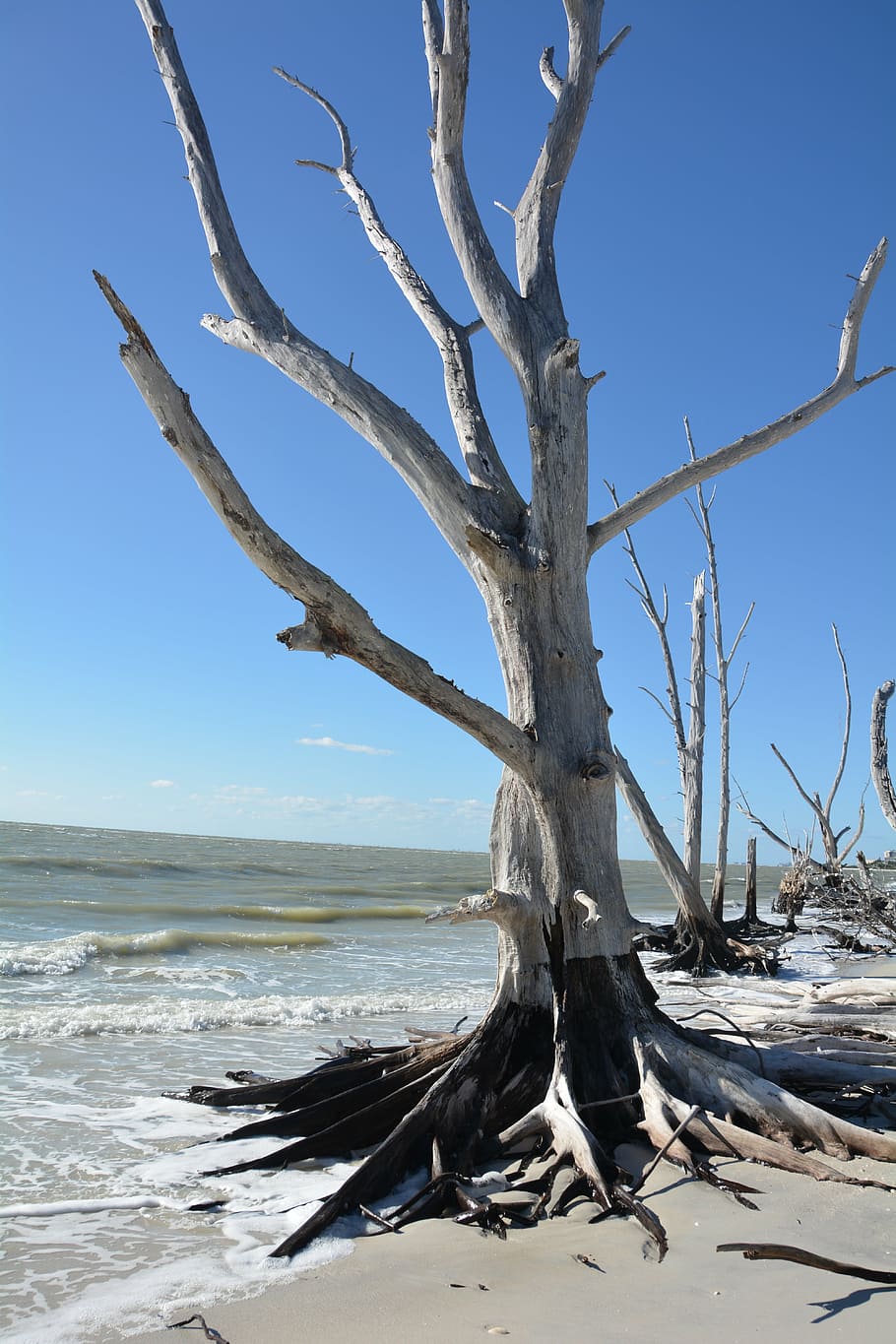 tree, dead, dead plant, beach, sea, holiday, water, beautiful beaches HD wallpaper