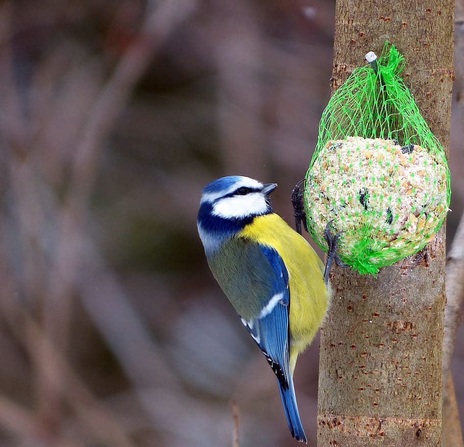 Birds, Blue Tit, back, animal wildlife, one animal, perching HD wallpaper