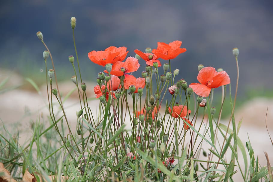 summer, red, mack, flower, plant, flowering plant, beauty in nature HD wallpaper