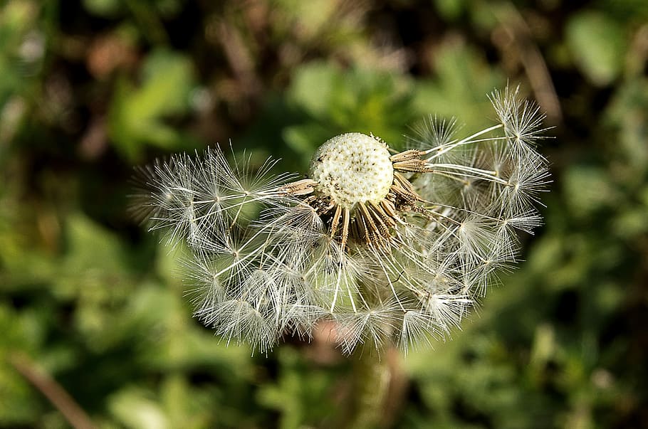 dandelion, pointed flower, plant, fragility, close-up, freshness HD wallpaper