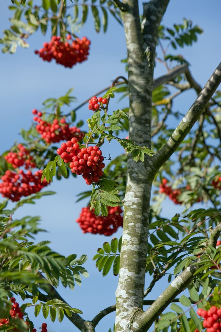 berry, berries, red, tree, leaf, leaves, blue, sky, beautiful HD wallpaper