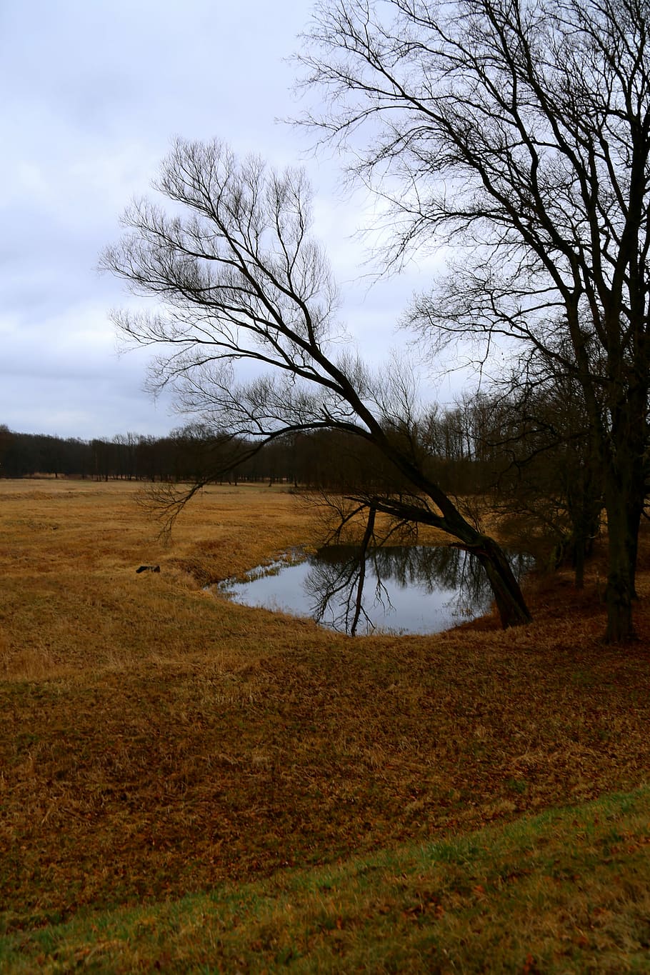 pond, tree, grass, nature, landscape, poland, green, view, forest HD wallpaper