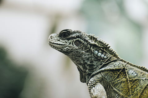 green and white iguana, shallow focus photography of lizard, reptile HD wallpaper