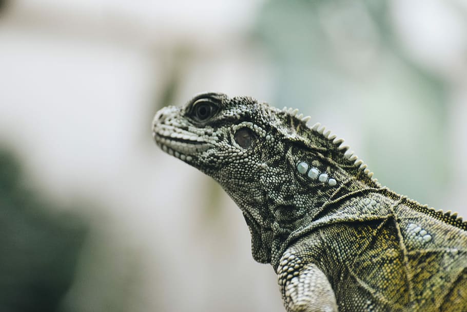 green and white iguana, shallow focus photography of lizard, reptile HD wallpaper