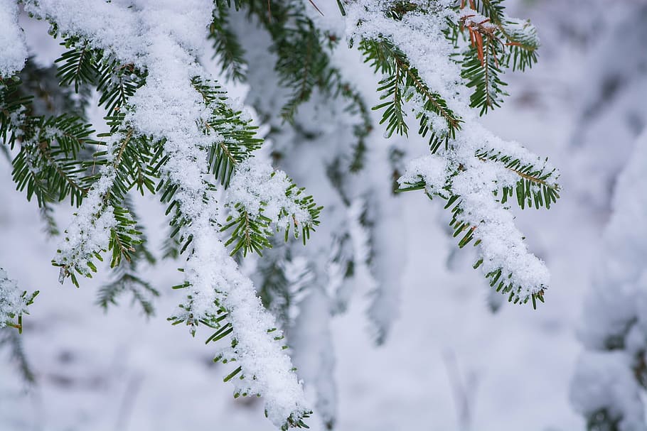 HD wallpaper: photo of snow coated tree, winter, wintry, winter time,  aesthetic | Wallpaper Flare