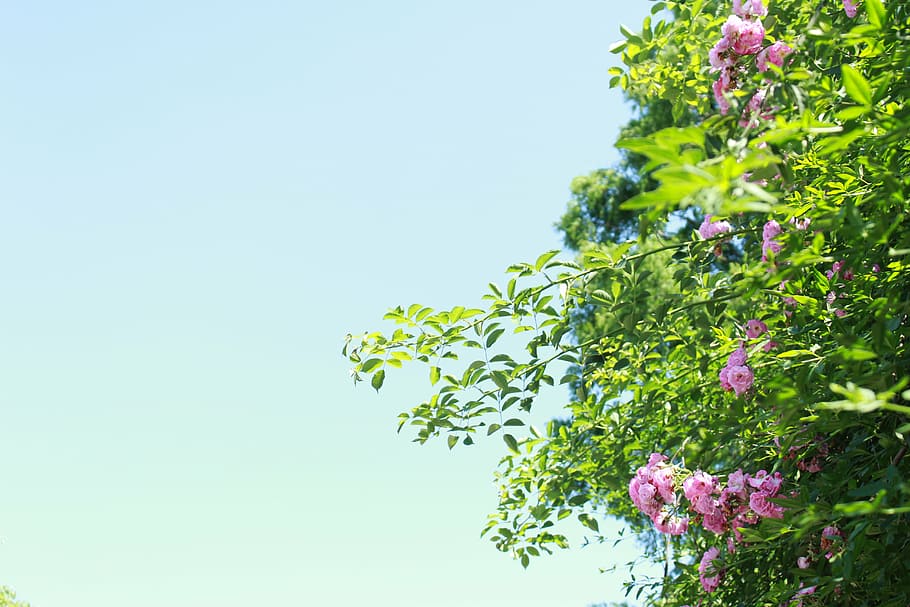 flowers, plant, sunshine, irradiation, fresh, beautiful, tengman, HD wallpaper