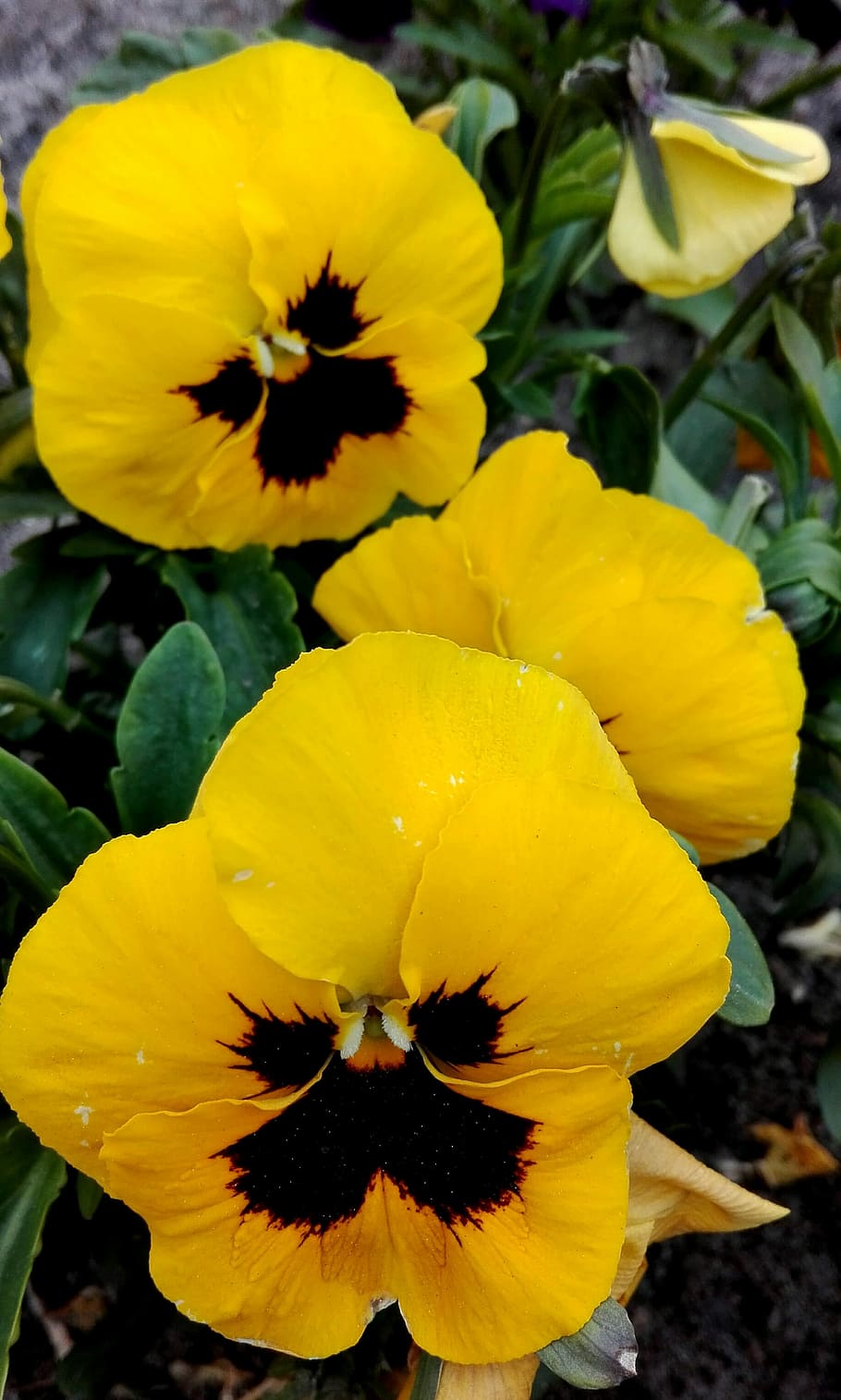 Yellow, Daisy, Eyes, flower, petal, fragility, flower head HD wallpaper