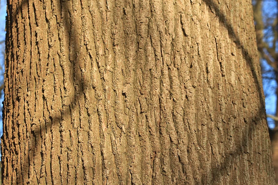 bark, tree, oak, old oak, bast, shed bark, moss, green, brown HD wallpaper