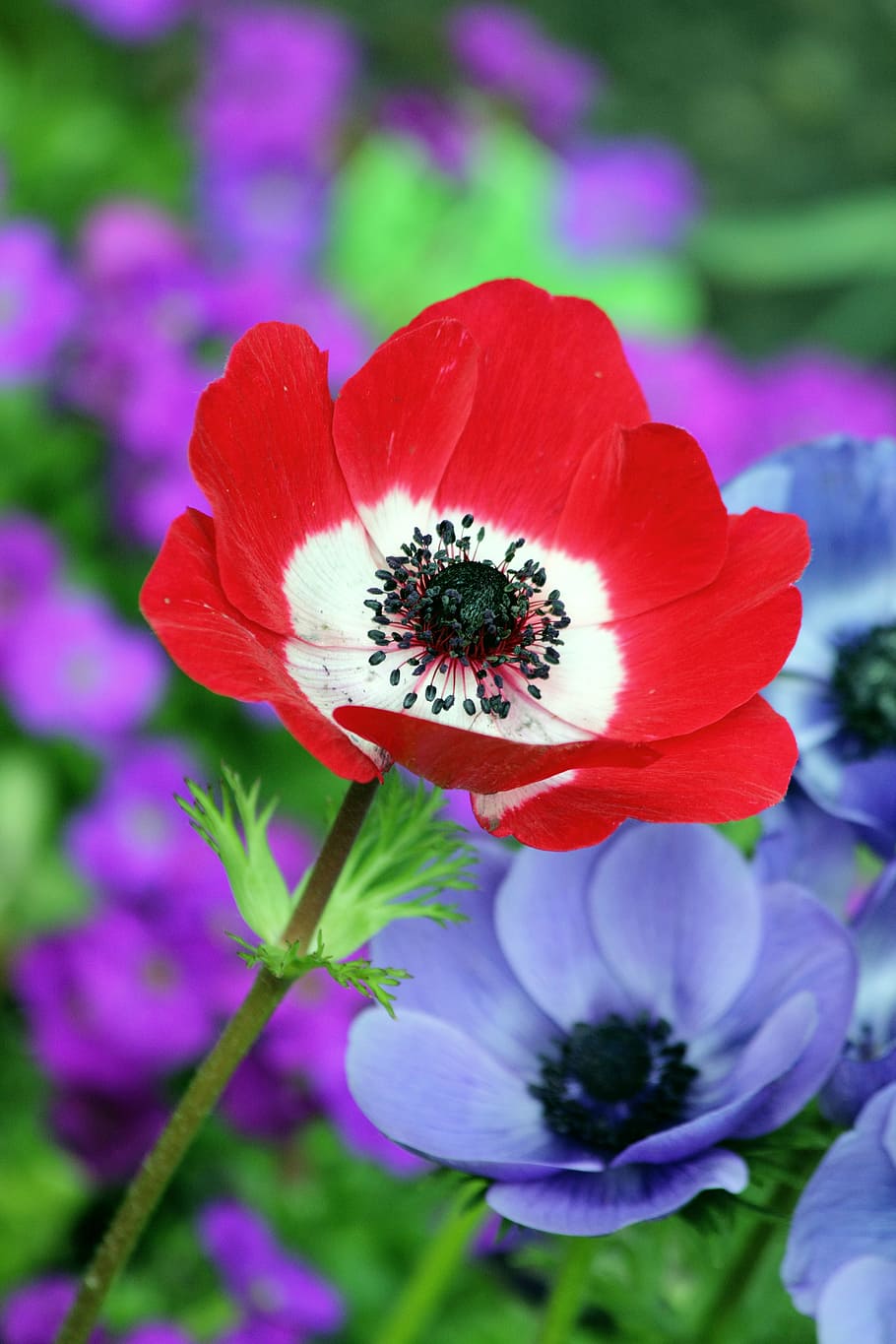 selective focus photo of red anemone flower arrangement, poppy