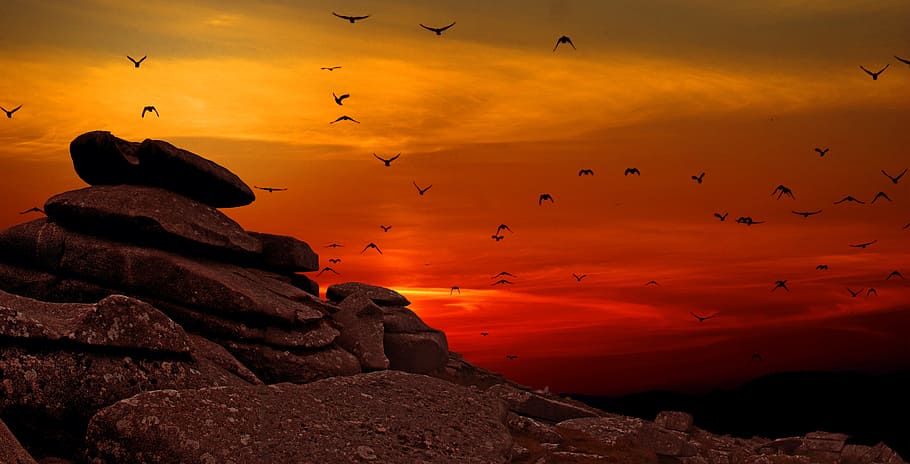 silhouette of flock of birds flying over the mountain during sunset, HD wallpaper