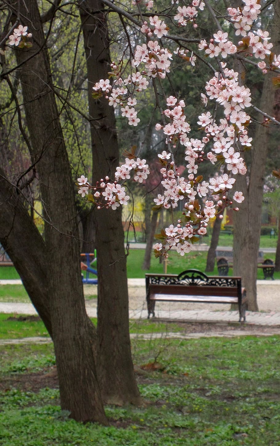 springtime, flowers, blooming tree, garden, nature, season HD wallpaper
