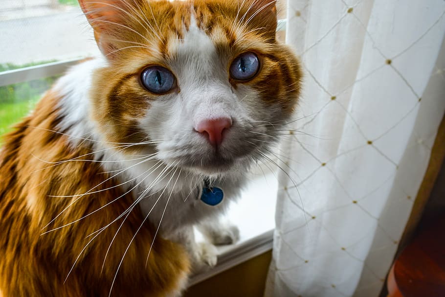 short-haired orange and white cat, feline, pretty, eyes, blue, HD wallpaper