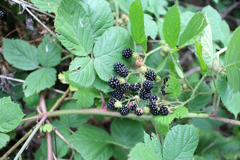 blackberry, forest, leaf, fruit, plant part, healthy eating HD wallpaper