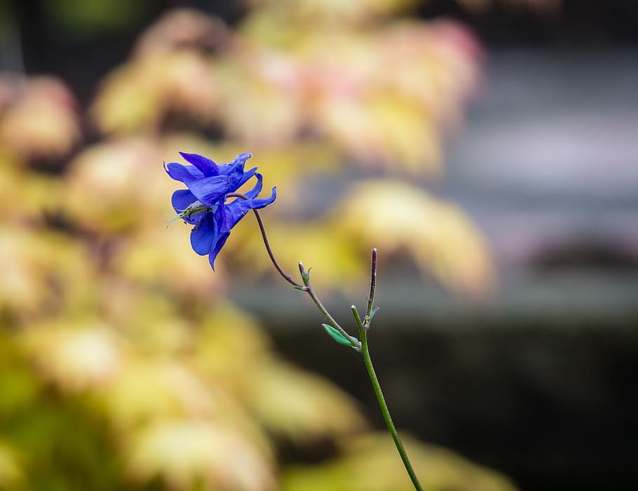 Aquilegia 1080P, 2K, 4K, 5K HD wallpapers free download | Wallpaper Flare