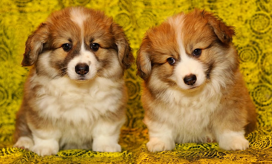 two short-coated brown-and-white puppies, the pembroke welsh corgi