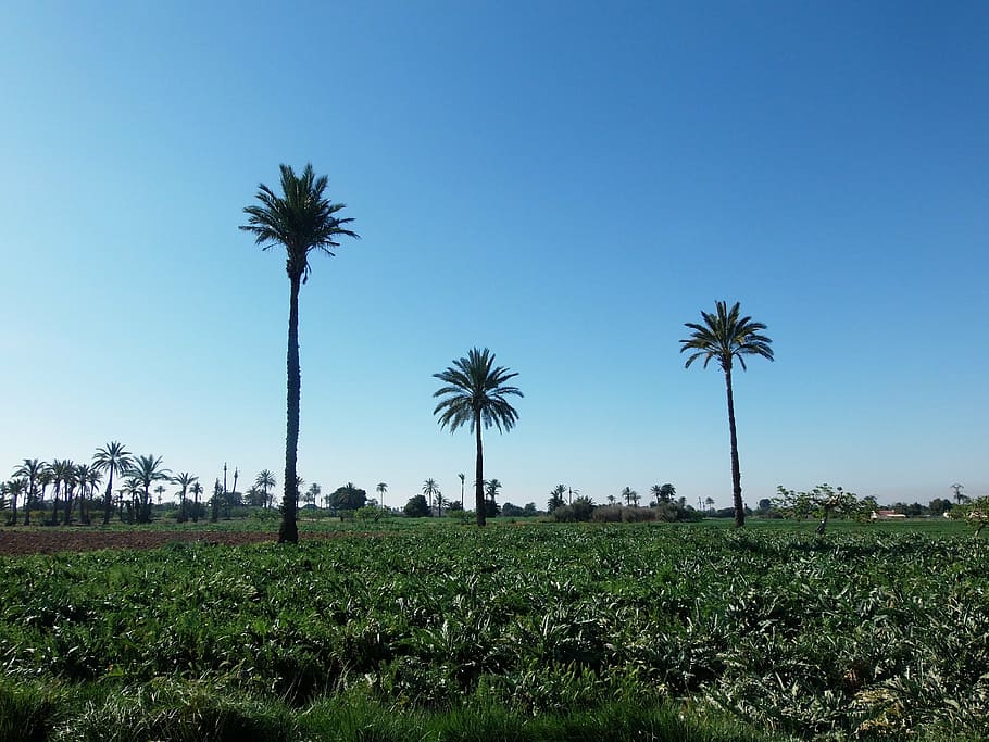 palms, field, elche, palm tree, plant, tropical climate, sky HD wallpaper
