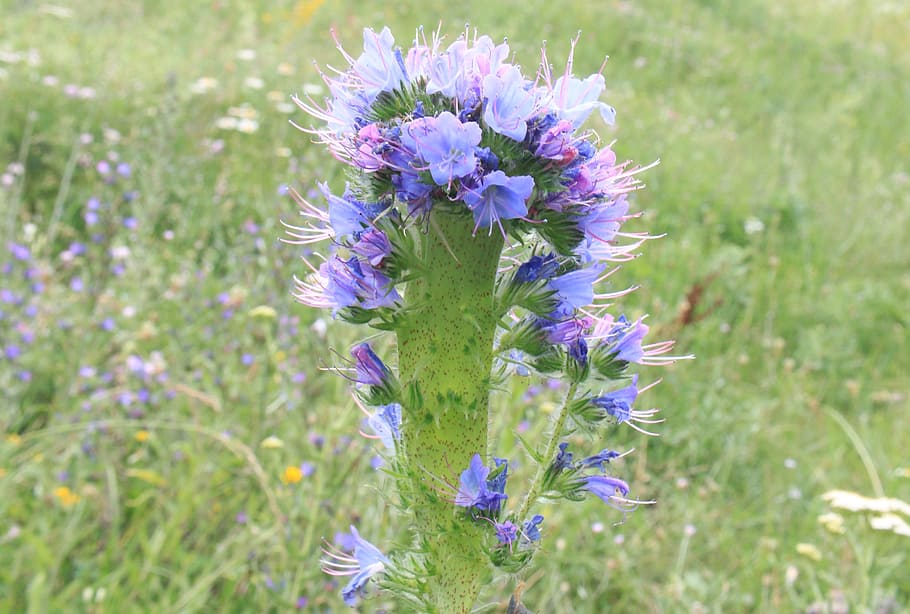 blue, blueweed, bugloss, echium, flowers, herbs, vipers, plants HD wallpaper