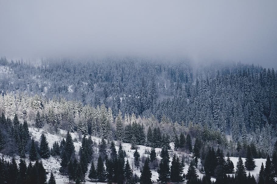 pine tree cover icy, wide angle photo of pine trees, glacier HD wallpaper