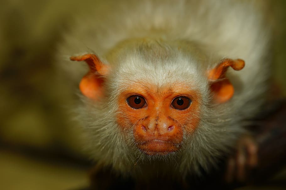 silver monkey, primate, curious, nature, cute, mammal, watch HD wallpaper