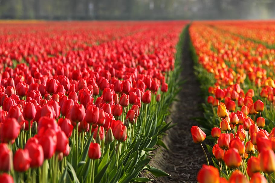 red tulips, Field, Fields, Orange, background, flower, flowers HD wallpaper