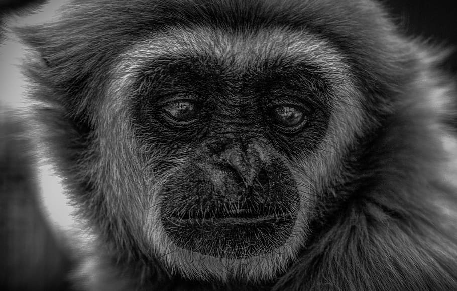 closeup photo of gray monkey, gibbon, wildlife, indonesia, mammal, HD wallpaper