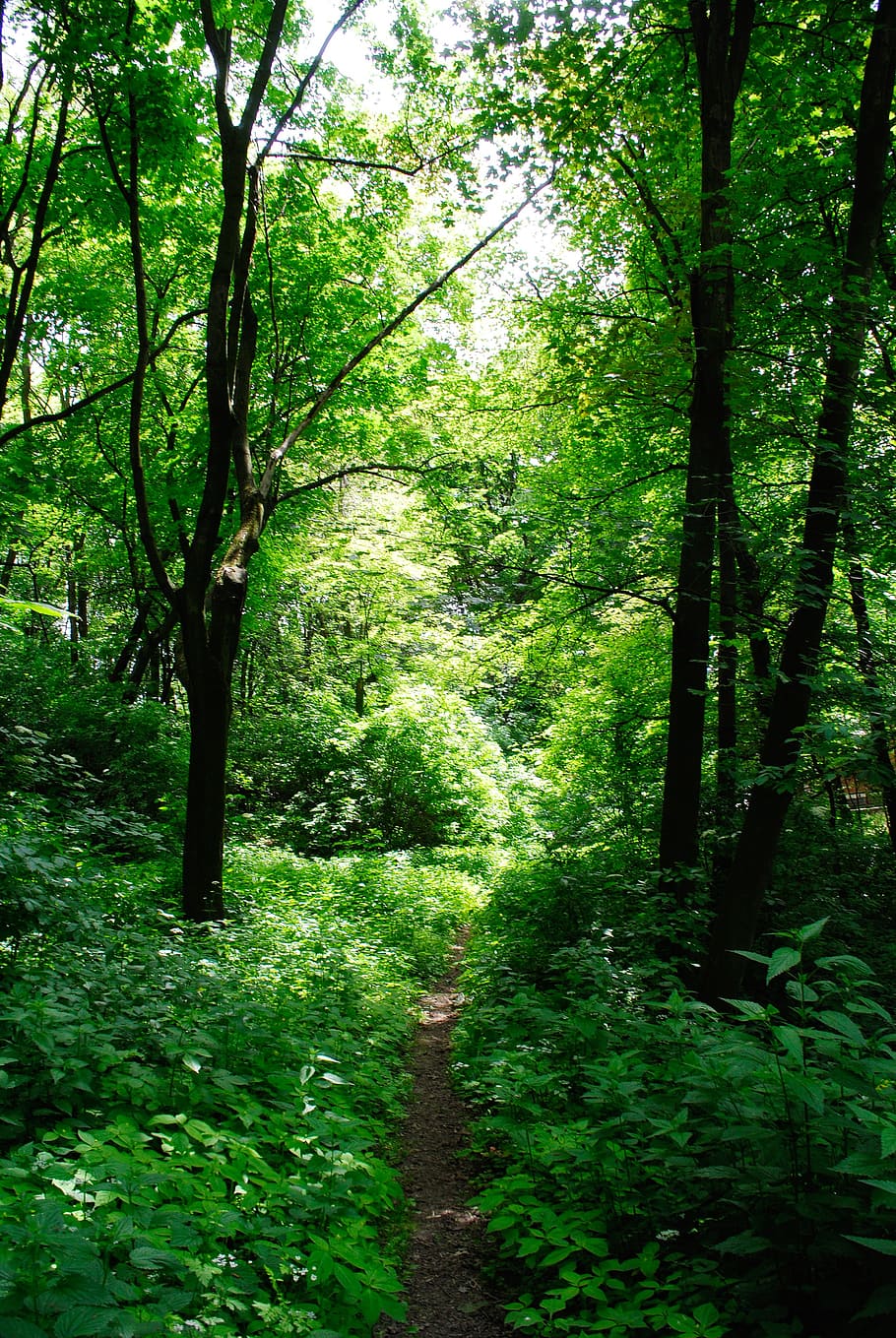 forest, tree, shadow, foliage, forests, landscape, nature, spring HD wallpaper