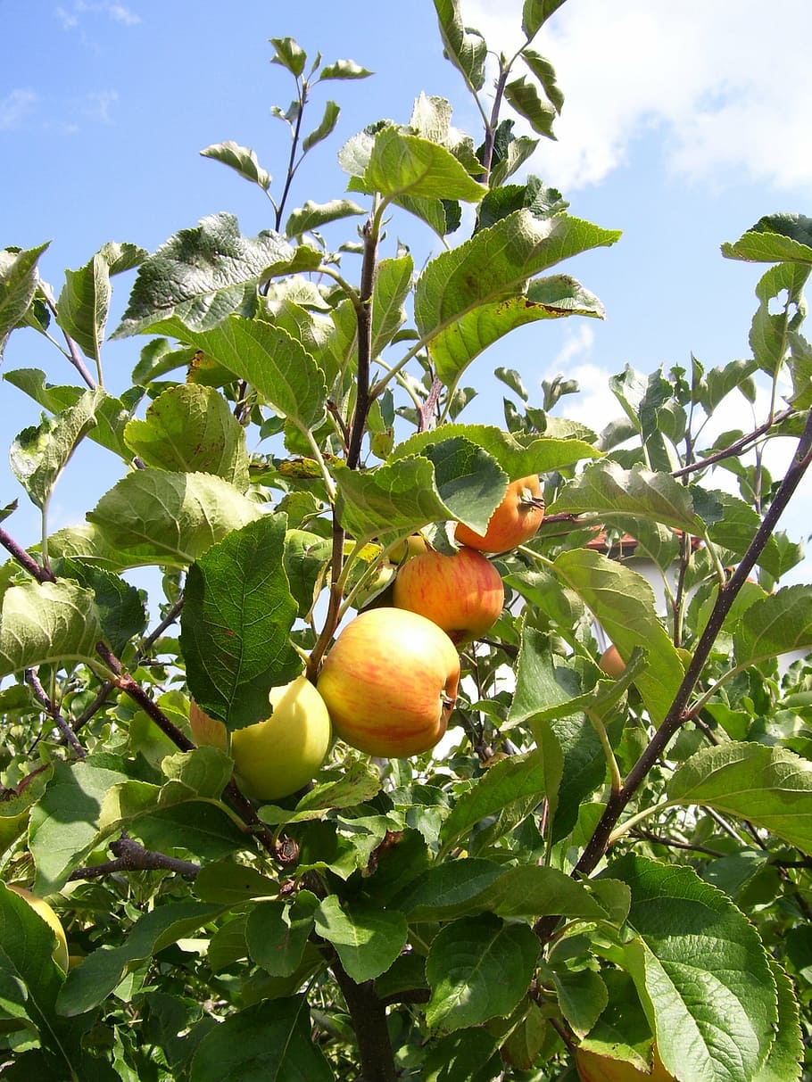 apple, apple tree, fruit, food, leaf, healthy eating, plant part HD wallpaper