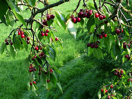 Sweet Cherry, Cherry, Red, Red, Fruit, healthy, leaves, branch HD wallpaper