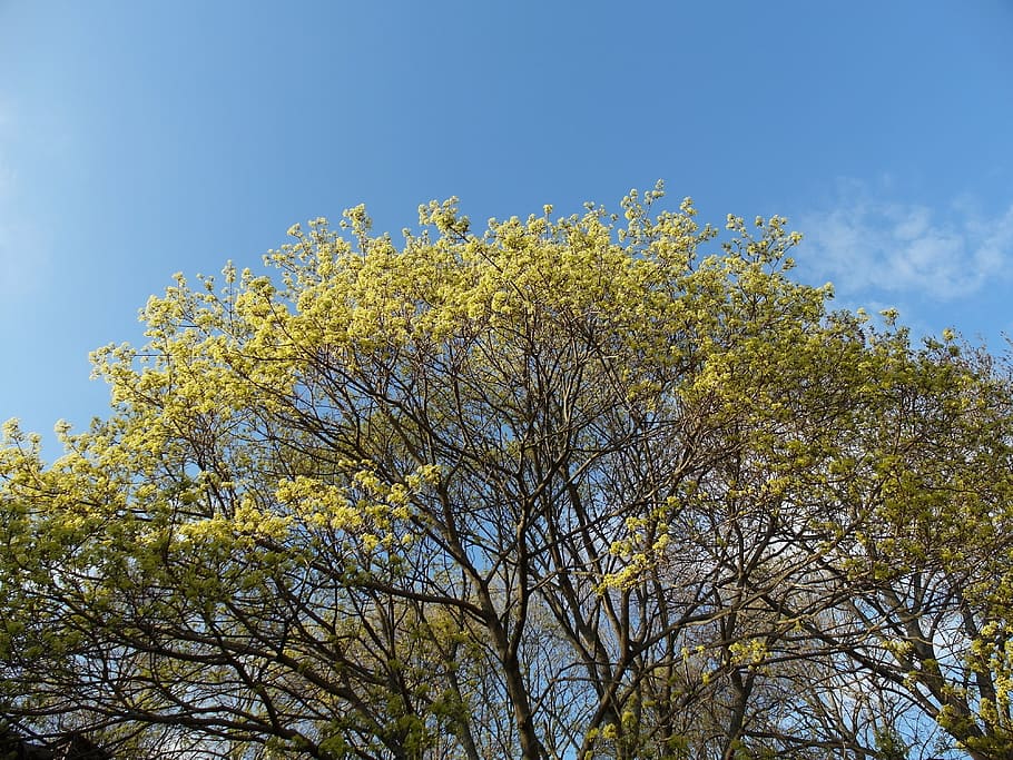 tree, spring, nature, yellow, blossom, seasonal, sky, branch HD wallpaper