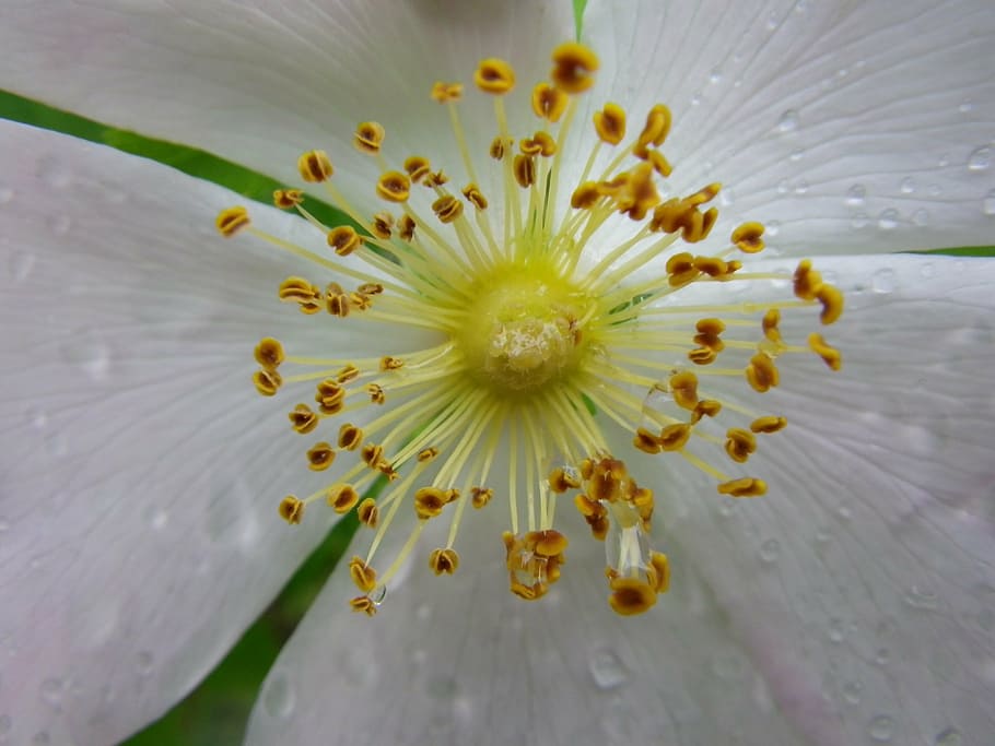 flower, macro, white, flowering plant, inflorescence, growth HD wallpaper