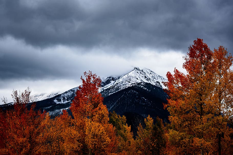 withering trees near snow-covered mountains, red leafed tree under nimbus clouds HD wallpaper