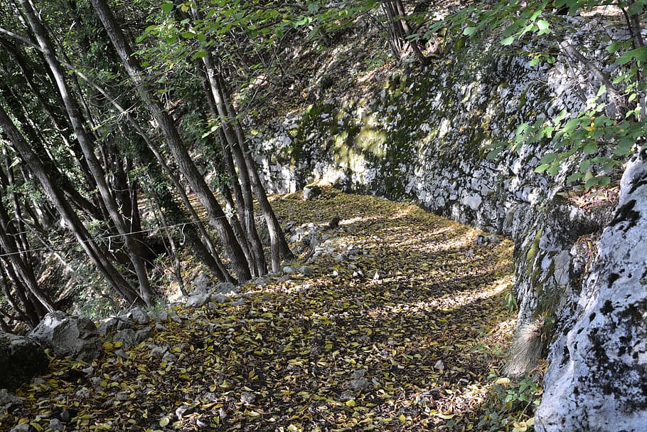 excursion, forest, autumn, trail, mountain, the european path HD wallpaper