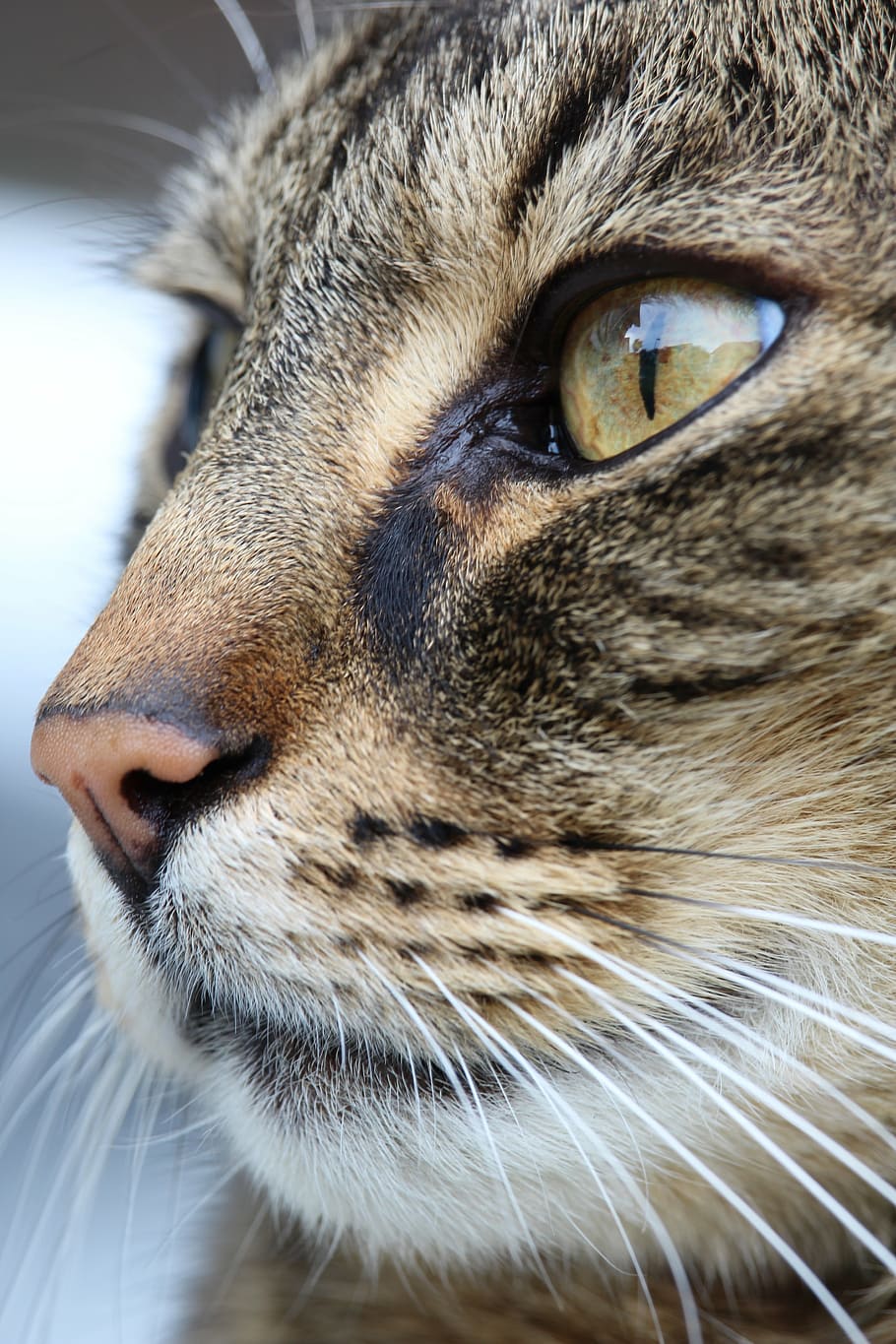 close-up photo of brown tabby cat's face, nose, eye, cat face