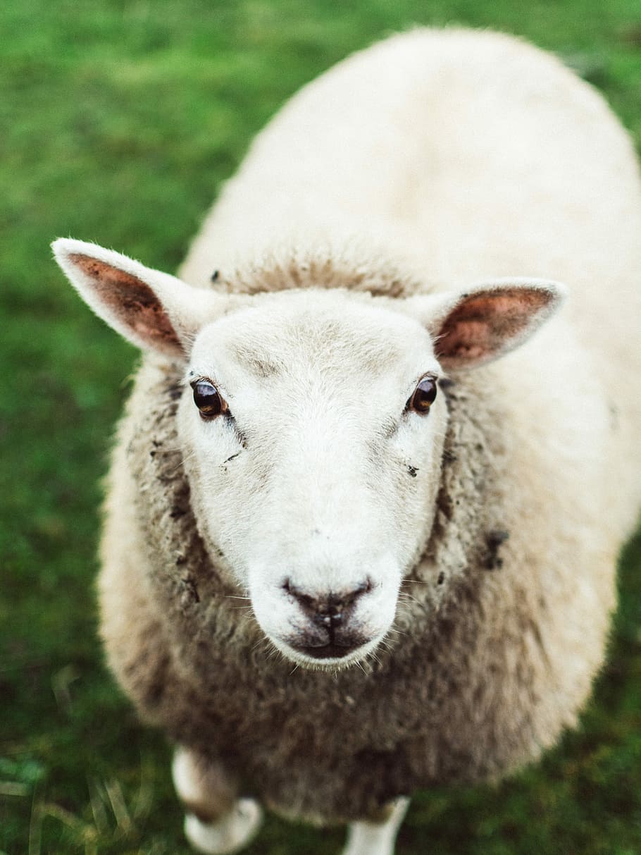 white sheep, white sheep on grass lawn, face, portrait, wool HD wallpaper