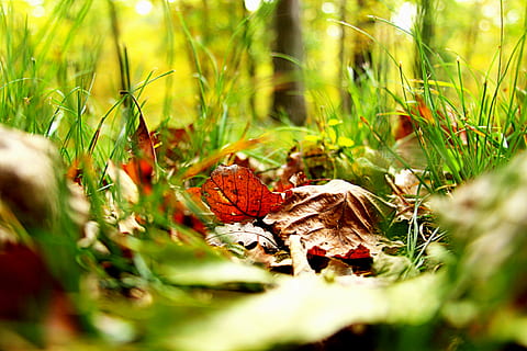 dried leaves on green grass, fall, fall leaves, autumn, fall leaves background HD wallpaper