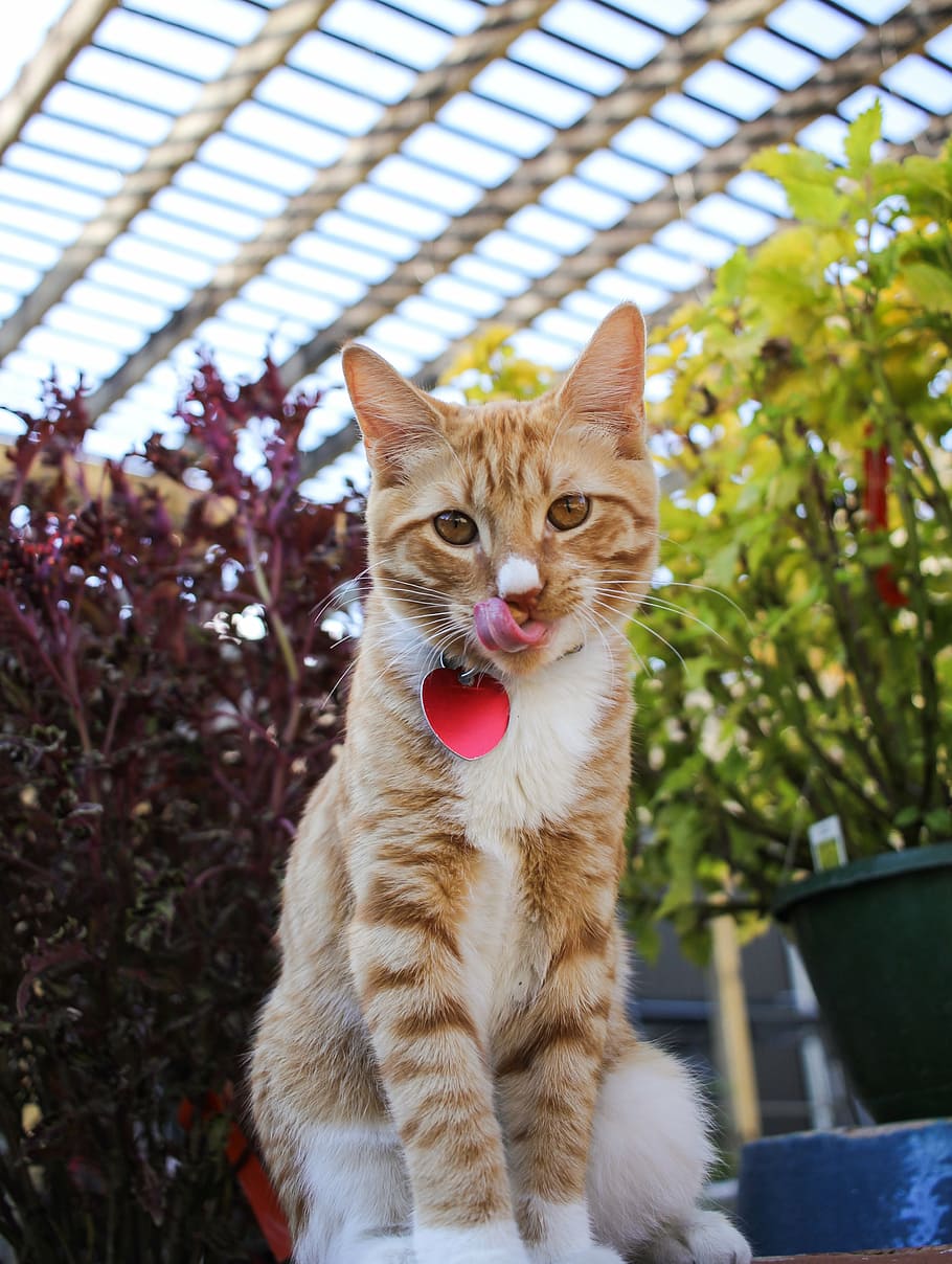 cat, licking, kitten, mammal, animal themes, one animal, pets HD wallpaper