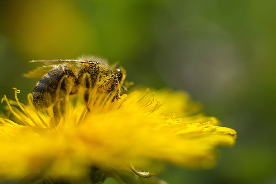 Bee, Dandelion, Flower, Pollen, honey bee, close, blossom, bloom HD wallpaper