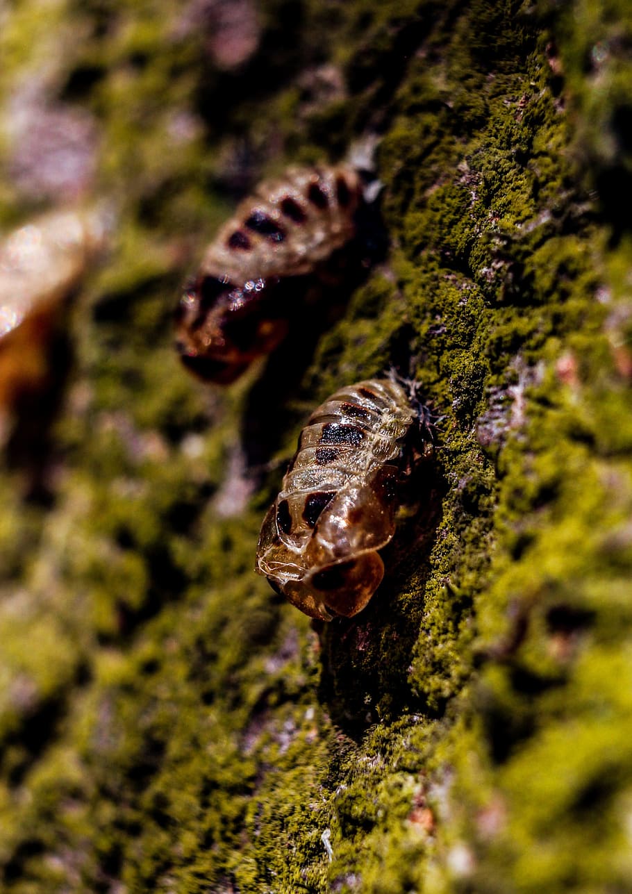 Macro, Animals, Tree, Animal, Forest, cub, one animal, reptile HD wallpaper