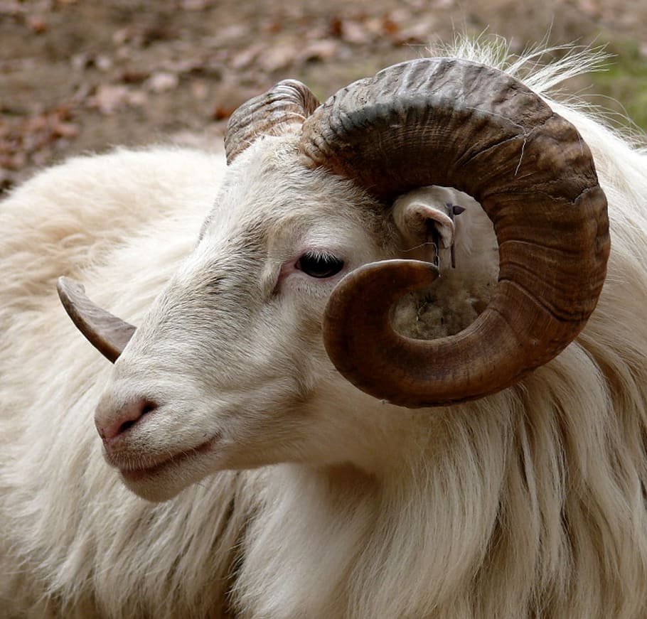 white sheep ram close up photo, head, horn, fauna, goat, mammal, HD wallpaper
