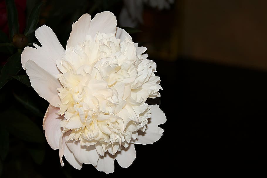 peony, white, blossom, bloom, spring, flower, flower garden HD wallpaper