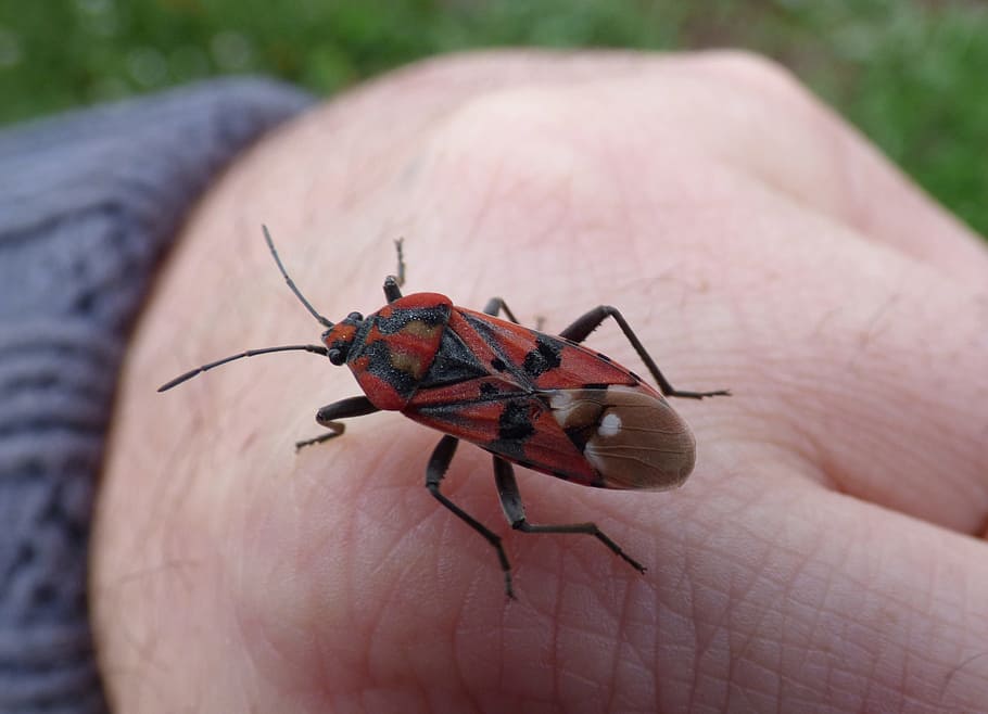 Insect, Beetle, Red And Black, Bug, detail, human body part HD wallpaper