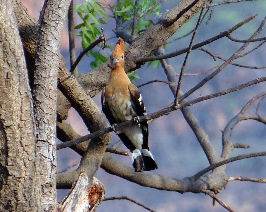 Hoopoe, Bird, Eurasian, Migratory, upupa epops, perched, branch HD wallpaper
